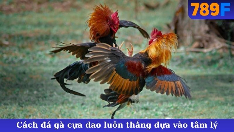 Cách đá gà cựa dao luôn thắng dựa vào tâm lý
