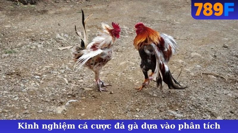 Kinh nghiệm cá cược đá gà dựa vào phân tích